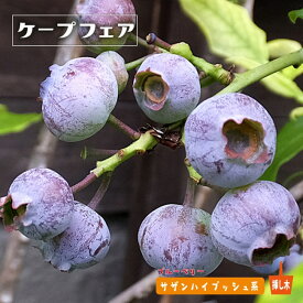 楽天市場 常緑 低木 種類 植物 ブルーベリー の通販 楽天市場 常緑 低木 種類 植物 ブルーベリー の通販