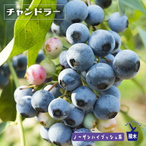 苗 ブルーベリーの人気商品 通販 価格比較 価格 Com