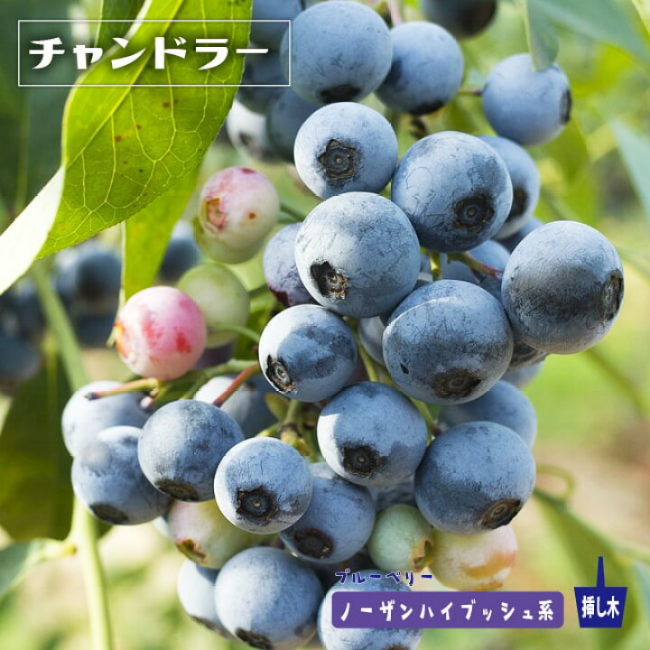 楽天市場 チャンドラー ノーザンハイブッシュ系 2年生挿木苗 ブルーベリー 予約販売 10月下旬頃発送予定 苗木部 by 花ひろばオンライン 楽天市場 チャンドラー ノーザンハイブッシュ系 2年生挿木苗 ブルーベリー 予約販売 10月下旬頃発送予定 苗木部 by 花ひろばオンライン
