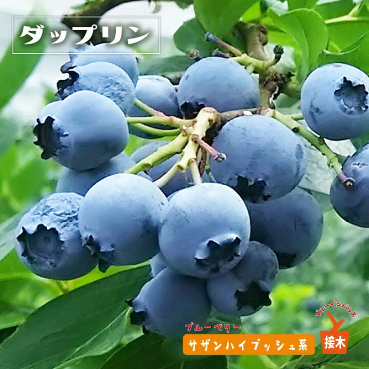 楽天市場 ダップリン サザンハイブッシュ系 3年生接木大苗 ブルーベリー ブルーインパルス 苗木部 ｂｙ 花ひろばオンライン