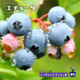 楽天市場 ブルーベリー 接ぎ木苗の通販