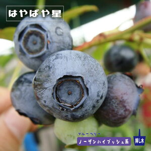 y͂΂␯z m[UnCubVn 2N}ؕc u[x[c co^Eio^