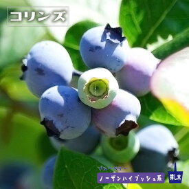 楽天市場 ブルーベリー 苗 デュークの通販