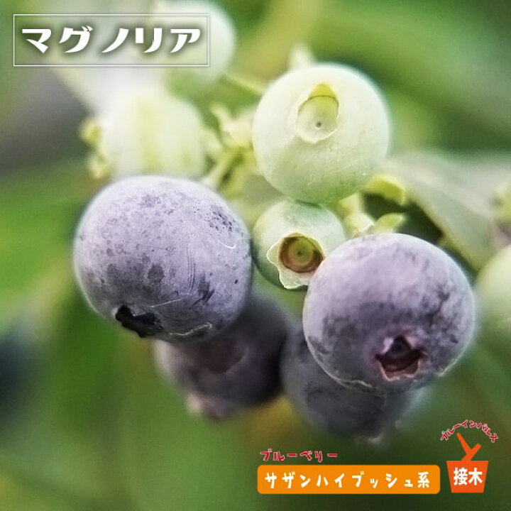 楽天市場】【マグノリア】 サザンハイブッシュ系 2年生接木苗 