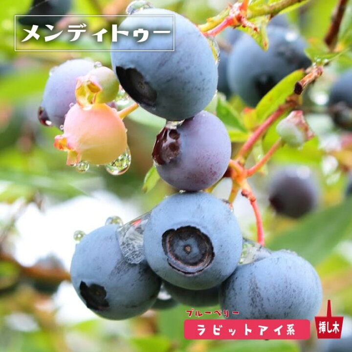 楽天市場 メンディトゥー ラビットアイ系 2年生挿木苗 ブルーベリー 予約販売 10月下旬頃発送予定 苗木部 by 花ひろばオンライン 楽天市場 メンディトゥー ラビットアイ系 2年生挿木苗 ブルーベリー 予約販売 10月下旬頃発送予定 苗木部 by 花ひろばオンライン