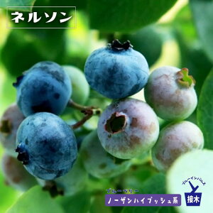 yl\z m[UnCubVn 2Nږؕc u[x[c u[CpX