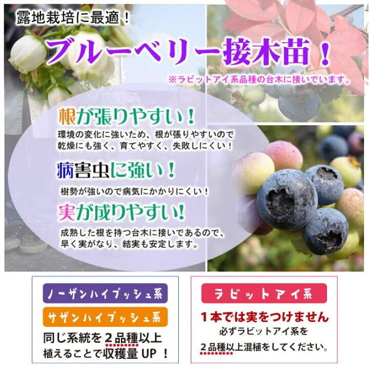 楽天市場 ノーザンダロウ ノーザンハイブッシュ系 2年生接木苗 ブルーベリー ブルーインパルス 予約販売10月頃入荷予定 苗木部 ｂｙ 花ひろばオンライン