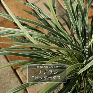 mV rb^[^X |bgc h c N