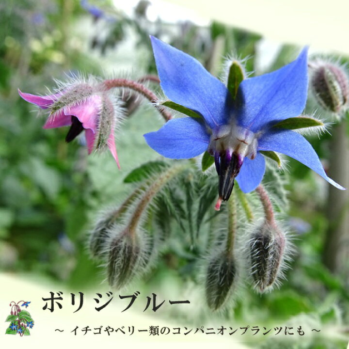 楽天市場 ハーブ 苗 ボリジ ブルー 3号ポット苗 苗木部 ｂｙ 花ひろばオンライン