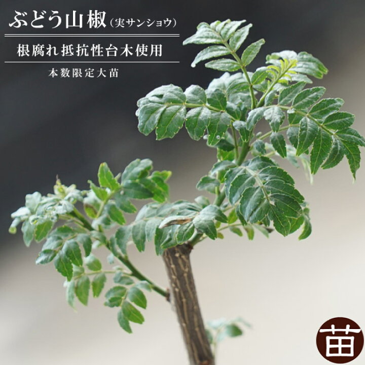 楽天市場 実サンショウ ぶどう山椒 根腐れ抵抗性台木 1年生特等 接木苗 苗木部 ｂｙ 花ひろばオンライン