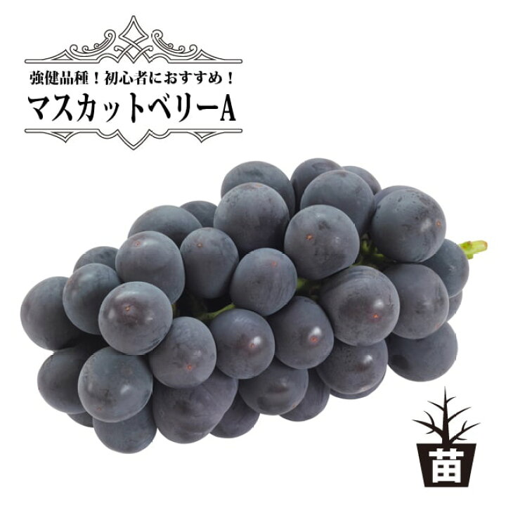 楽天市場 マスカットベリーa ぶどう 1年生接木苗 ウィルスフリー 苗木部 by 花ひろばオンライン 楽天市場 マスカットベリーa ぶどう 1年生接木苗 ウィルスフリー 苗木部 by 花ひろばオンライン