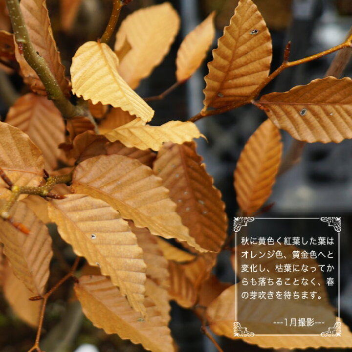 楽天市場】ブナの木 ロングポット苗 庭木 落葉樹 : 苗木部 by 花 