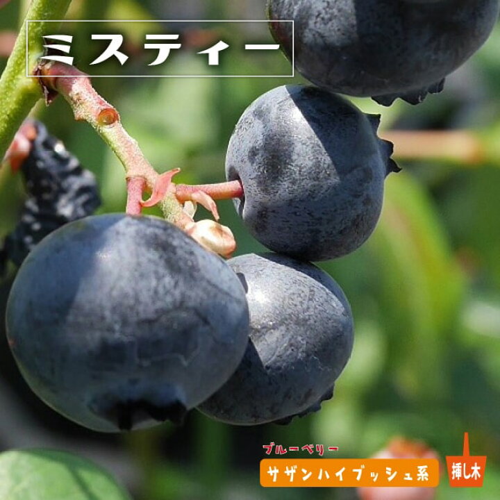 楽天市場 ミスティー サザンハイブッシュ系 2年生挿木苗 ブルーベリー 苗木部 ｂｙ 花ひろばオンライン