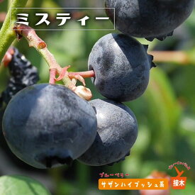 楽天市場 常緑 低木 種類 植物 ブルーベリー の通販