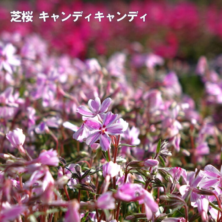 楽天市場 芝桜 キャンディキャンディ 3号ポット苗 苗木部 ｂｙ 花ひろばオンライン