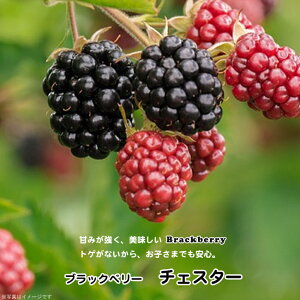 �g�Q�Ȃ� �u���b�N�x���[ �y�`�F�X�^�[�z 5���|�b�g�c