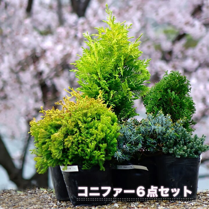 楽天市場 送料無料 プロが選ぶ コニファー 豪華6点セット ニーム核油かすサプリ1袋付き 生垣 目隠し 庭木 苗木部 ｂｙ 花ひろばオンライン