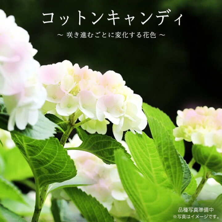 楽天市場 あじさい ハイドランジア コットンキャンディ 5号ポット苗 苗木部 by 花ひろばオンライン 楽天市場 あじさい ハイドランジア コットンキャンディ 5号ポット苗 苗木部 by 花ひろばオンライン