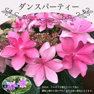 アジサイ 苗の人気商品 通販 価格比較 価格 Com