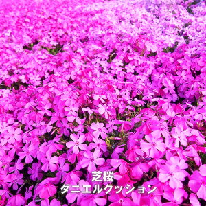 グランドカバー 宿根草の通販 価格比較 価格 Com