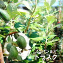 ■送料無料■ フェイジョア トラスク 3年生 接ぎ木 大苗 果樹苗木 果樹苗 【西濃運輸お届け】 【北海道、沖縄、離島不可】