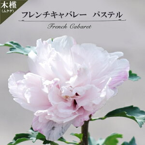 ムクゲ 【フレンチキャバレー パステル】 ポット苗 登録品種・品種登録