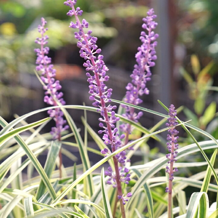 楽天市場 斑入りヤブラン リリオペ フイリヤブラン 5号ポット大苗 苗木部 by 花ひろばオンライン 楽天市場 斑入りヤブラン リリオペ フイリヤブラン 5号ポット大苗 苗木部 by 花ひろばオンライン