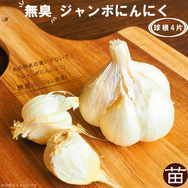 楽天市場 無臭にんにく 球根 4片 国産 島根県産 植え付け時期11月上旬 苗木部 ｂｙ 花ひろばオンライン