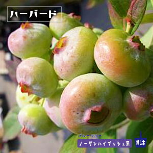 yn[o[hz m[UnCubVn 2N}ؕc u[x[c