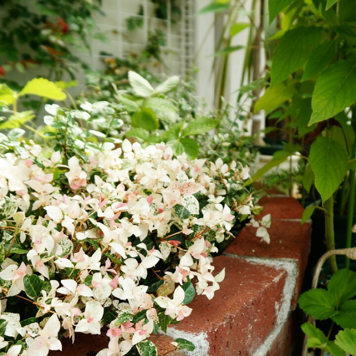 楽天市場 ハツユキカズラ 3号ポット苗 宿根草 多年草 耐寒性 常緑 グランドカバー 日陰 苗木部 ｂｙ 花ひろばオンライン