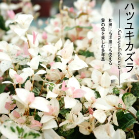 楽天市場 フェンス 目隠し 植物 常緑の通販