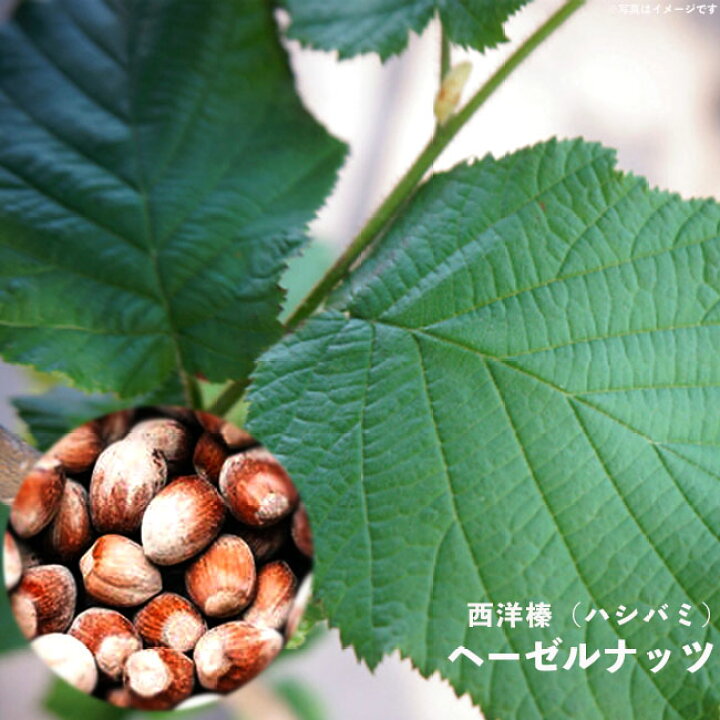 楽天市場 ノッティンガムフルーヒェ ヘーゼルナッツ 2年生挿木苗 限定販売 苗木部 ｂｙ 花ひろばオンライン