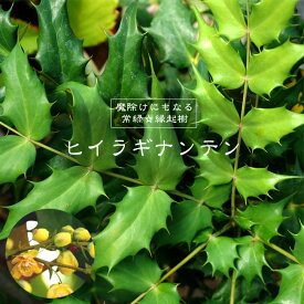 楽天市場 ヒイラギ 鉢植えの通販