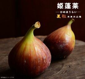 いちじく 【姫蓬莱】 1年生苗 【予約販売】11～12月頃入荷予定