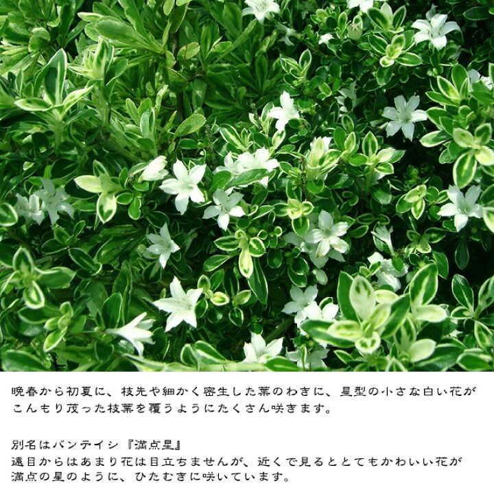 楽天市場 斑入りハクチョウゲ 白花 5号ポット苗 苗木部 ｂｙ 花ひろばオンライン