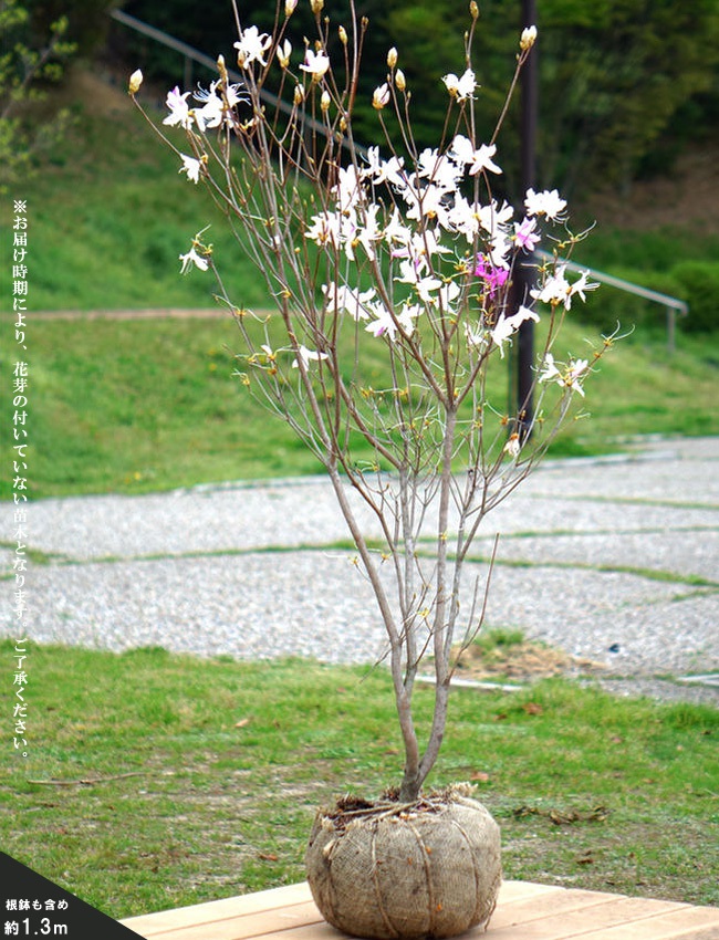 楽天市場】ミツバツツジ 富士絞り ( フジシボリ ) 咲き分け品種 根巻き 