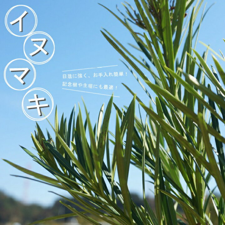 楽天市場 イヌマキ ポット苗 生垣 目隠し 庭木 常緑樹 苗木部 ｂｙ 花ひろばオンライン
