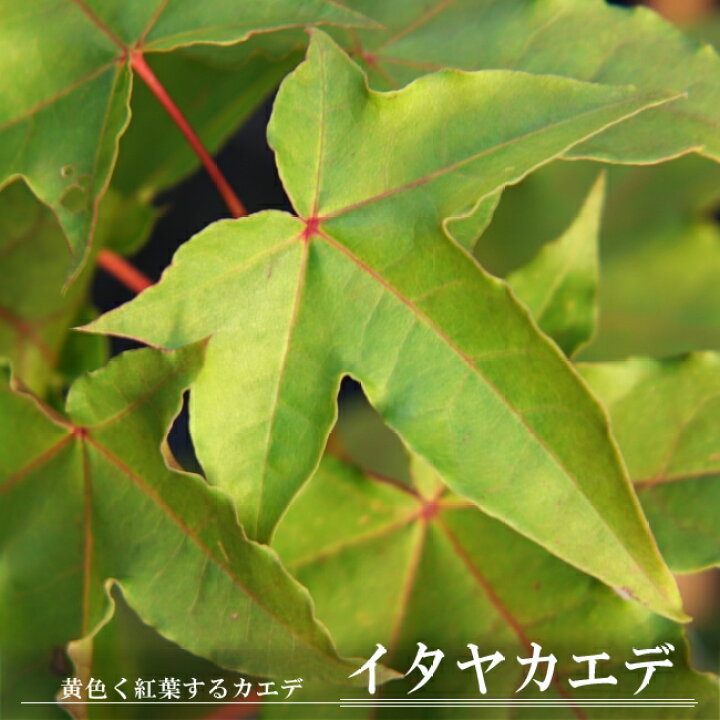 楽天市場 イタヤカエデ 里の木シリーズ 庭木 落葉樹 シンボルツリー もみじ 苗 苗木部 ｂｙ 花ひろばオンライン