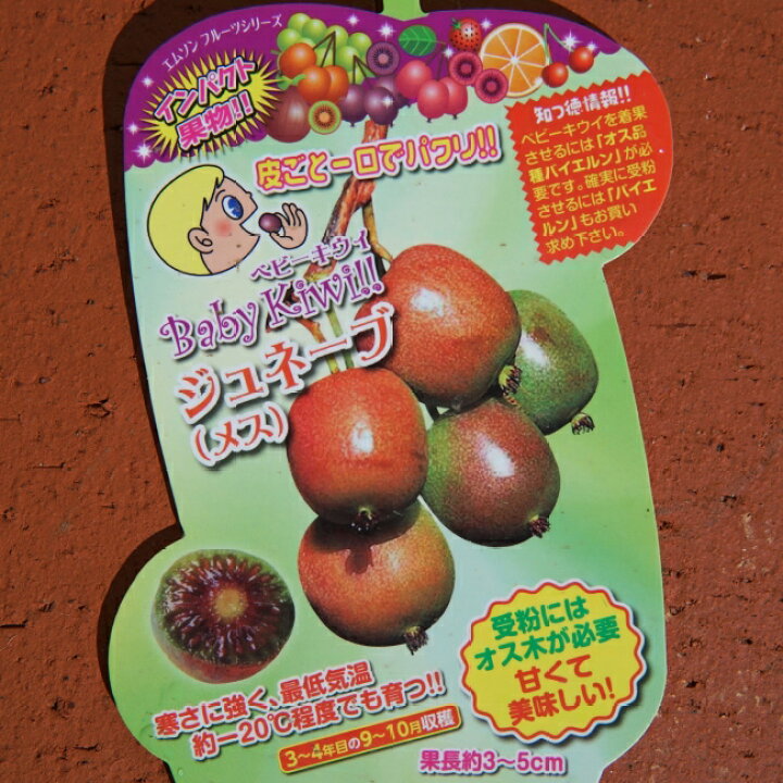 楽天市場 ジュネーブ メス ベビーキウイ 挿し木 1年生 ポット苗 苗木部 by 花ひろばオンライン 楽天市場 ジュネーブ メス ベビーキウイ 挿し木 1年生 ポット苗 苗木部 by 花ひろばオンライン