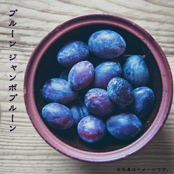 楽天市場 ジャンボプルーン プルーン 1年生 接木苗 苗木部 ｂｙ 花ひろばオンライン