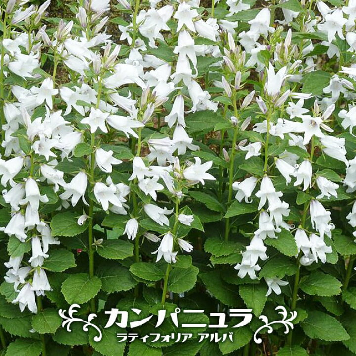 楽天市場 カンパニュラ ラティフォリア アルバ 3号ポット苗 予約販売 10月下旬頃発送予定 苗木部 ｂｙ 花ひろばオンライン