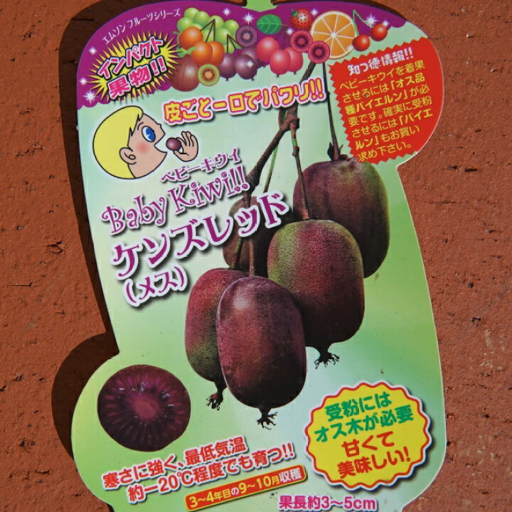 楽天市場 ケンズレッド メス ベビーキウイ 挿し木 1年生 ポット苗 苗木部 by 花ひろばオンライン 楽天市場 ケンズレッド メス ベビーキウイ 挿し木 1年生 ポット苗 苗木部 by 花ひろばオンライン