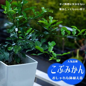 みかん 苗木 【こぶみかん】 （バイマックルー） 7号鉢植え