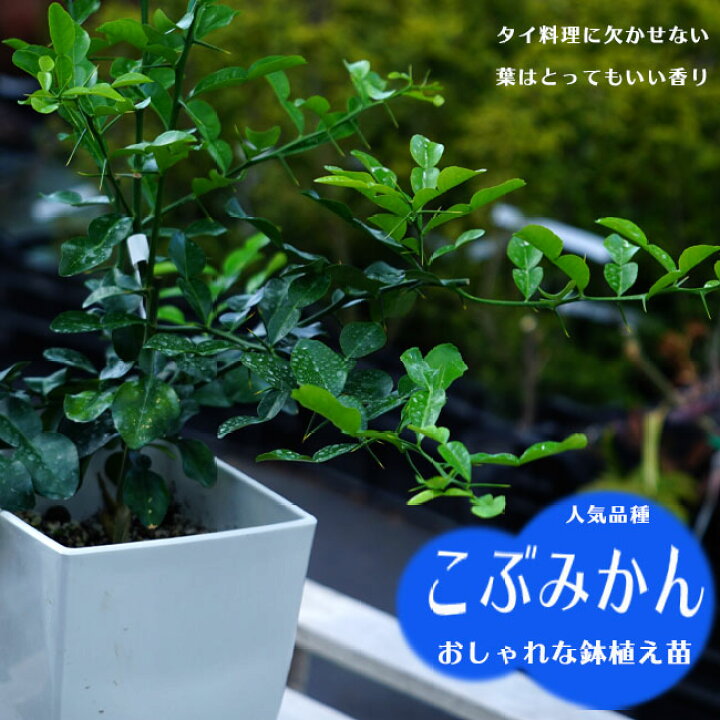 楽天市場 こぶみかん バイマックルー 7号鉢植え 苗木部 ｂｙ 花ひろばオンライン