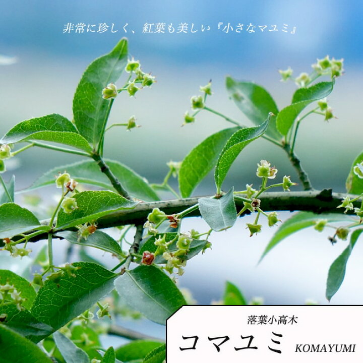 楽天市場 コマユミ 山錦木 ヤマニシキギ 苗木 里の木シリーズ 庭木 落葉樹 低木 苗木部 by 花ひろばオンライン 楽天市場 コマユミ 山錦木 ヤマニシキギ 苗木 里の木シリーズ 庭木 落葉樹 低木 苗木部 by 花ひろばオンライン