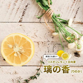 レモンの木 【璃の香 (りのか)】 2年生接木苗 登録品種・品種登録