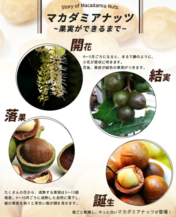 楽天市場】マカダミアナッツ バーモント種 取り木苗 7号スリット鉢植え 