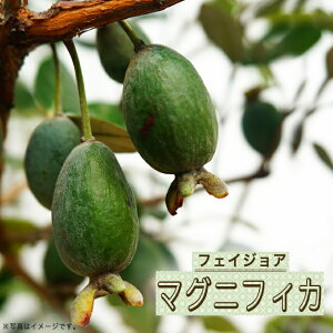 tFCWA c y}OjtBJz 3Nږؑc