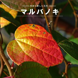 【ハナヒロバリュー】 マルバノキ 5号スリット鉢植え 実生