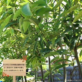楽天市場 庭木 常緑中高木 季節別分類 秋 9 11月 を楽しむ どんぐりの木 スダジイ 苗木部 ｂｙ 花ひろばオンライン